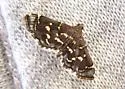 Eurrhyparodes splendens - Hodges#5122.1 - photo 5