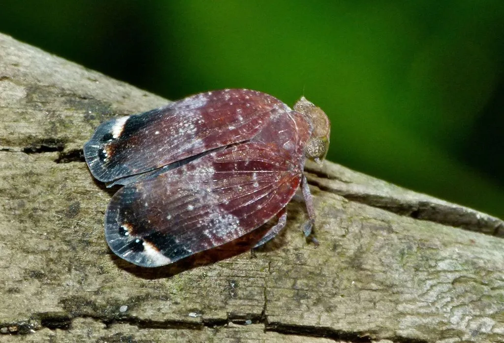 Squathoppers - photo 2