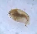 Eurycercus longirostris