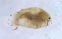 Eurycercus longirostris - photo 2