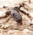Eurychilopterella brunneata