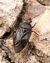 Eurychilopterella brunneata - photo 3