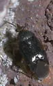 Eurychilopterella brunneata - photo 5