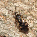 Eurychilopterella luridula
