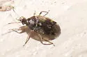 Eurychilopterella luridula - photo 2