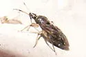 Eurychilopterella luridula - photo 3