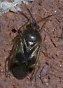 Eurychilopterella luridula - photo 4