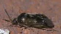 Eurychilopterella luridula - photo 5