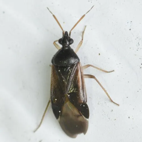 Eurychilopterella pacifica - Eurychilopterella pacifica