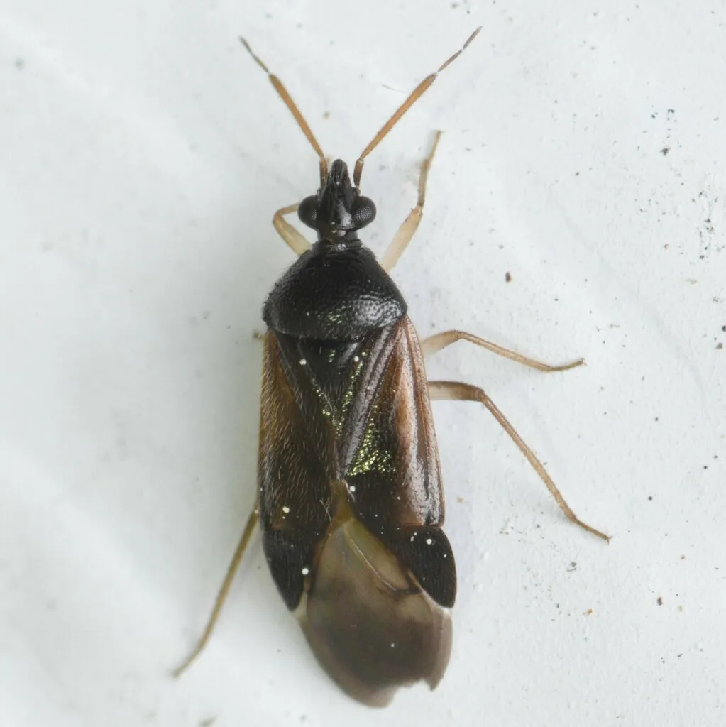 Eurychilopterella pacifica - photo 2