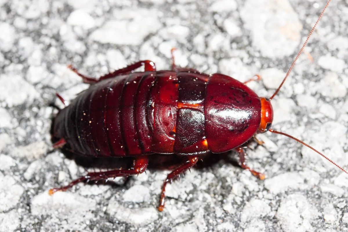 Florida Woods Cockroach