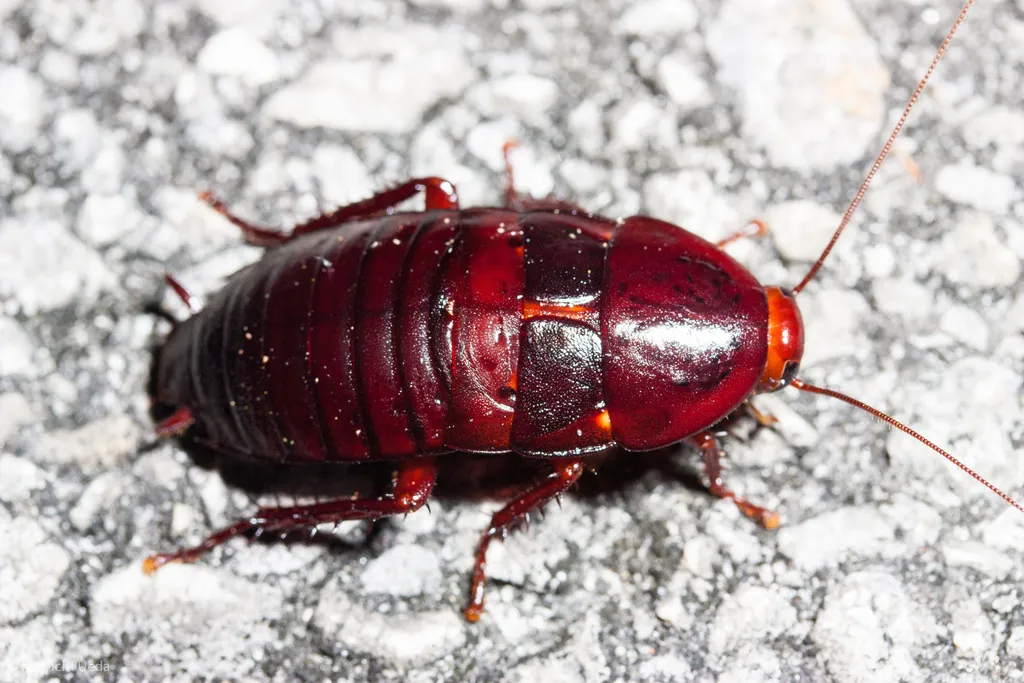 Florida Woods Cockroach - photo 2