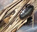 Eurycotis lixa