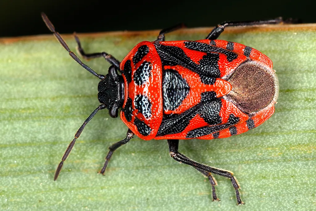 red cabbage bug - photo 2