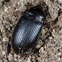 Euryderus grossus - photo 2