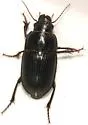 Euryderus grossus - photo 3