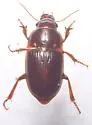 Euryderus grossus - photo 4