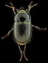 Euryderus grossus - photo 5
