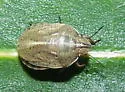 Eurygaster alternata