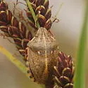 Eurygaster alternata - photo 2