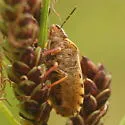 Eurygaster alternata - photo 3
