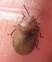 Eurygaster alternata - photo 4