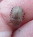 Eurygaster alternata - photo 5