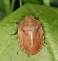 Eurygaster amerinda