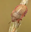 Eurygaster amerinda - photo 2