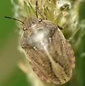 Eurygaster amerinda - photo 3