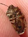 Eurygaster amerinda - photo 4