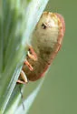 Eurygaster amerinda - photo 5
