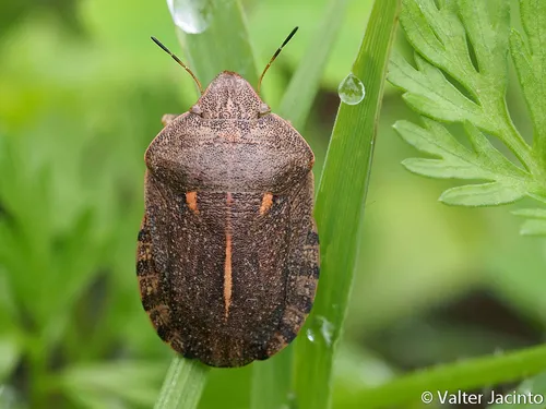 southern broad-bellied bug