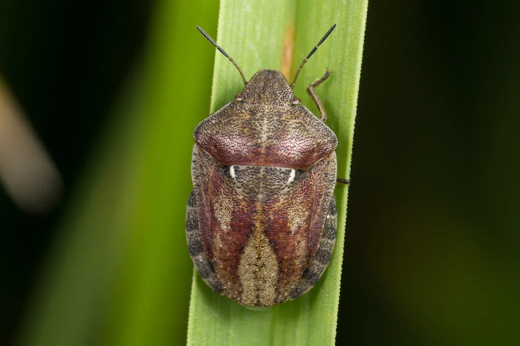 European Tortoise Bug - photo 2