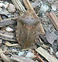 Eurygaster shoshone