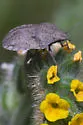 Eurygaster shoshone - photo 2