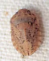 Eurygaster shoshone - photo 3