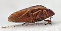 Eurygaster shoshone - photo 4