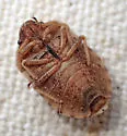 Eurygaster shoshone - photo 5