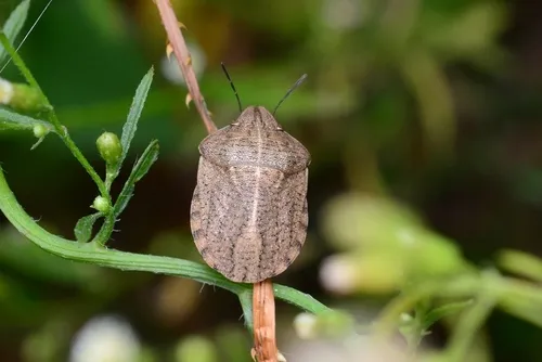 Tortoise Bug