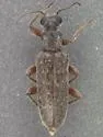 Eurygenius parvicornis