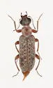 Eurygenius parvicornis - photo 2