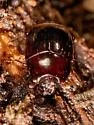 Eurylister carolinus - photo 4