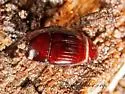 Eurylister carolinus - photo 5