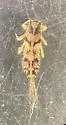 Eurylophella doris