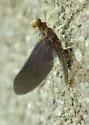 Eurylophella funeralis