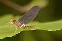 Eurylophella funeralis - photo 4