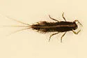 Eurylophella prudentalis