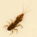 Eurylophella prudentalis - photo 2
