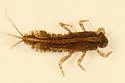 Eurylophella prudentalis - photo 3